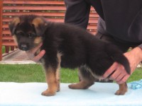 /album/fotogaleria-a-vrh/stence-5-tyzdnov-035-jpg/